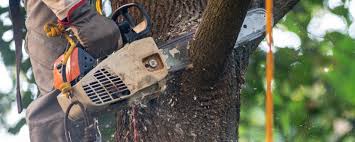 Reliable Ladera Heights, CA Tree Care Services Solutions