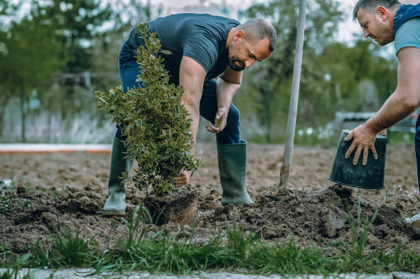 Best Lawn Grading and Leveling  in Ladera Heights, CA