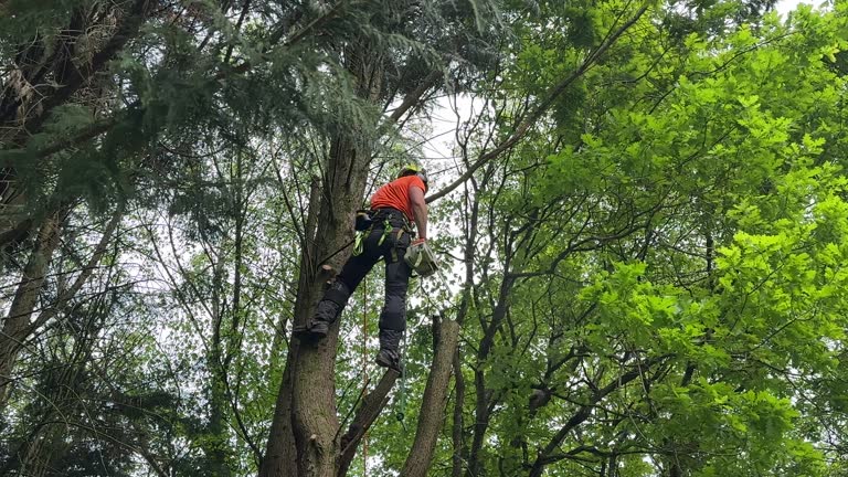 How Our Tree Care Process Works  in  Ladera Heights, CA